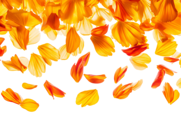 Falling Petals:  A delicate cascade of vibrant yellow and orange flower petals dances gracefully on a pristine white background. This image evokes feelings of fragility, beauty, and the fleeting natur