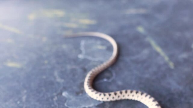 A small poisonous snake viper crawls along a concrete surface, Close-up.