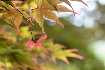 イロハモミジが夏に紅葉　まるで秋のよう　滋賀県大津市皇子が丘公園