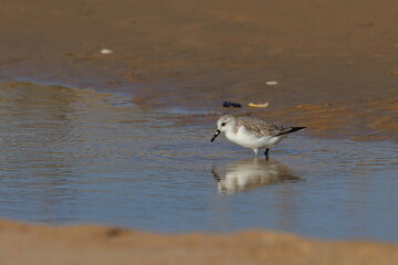 Sanderling
