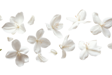 White Flowers Falling: A delicate dance of white flowers falling against a crisp white background, capturing the ethereal beauty of nature's gentle grace. The delicate petals create a whimsical and se