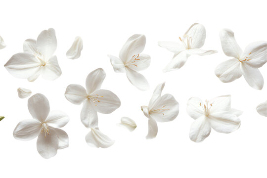 White Flowers Falling: A delicate dance of white flowers falling against a crisp white background, capturing the ethereal beauty of nature's gentle grace. The delicate petals create a whimsical and se - Powered by Adobe