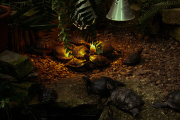 a turtle is warming himself under a lamp near the pond © Linaa