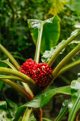 growing tropical tropical berries