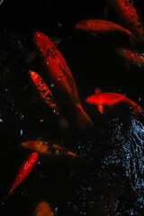 beautiful koi carp in the water © Linaa