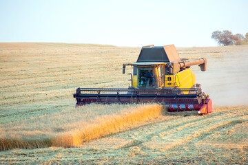 Obraz premium The harvester is harvesting wheat in the field. grain preparation. agronomy and agriculture.