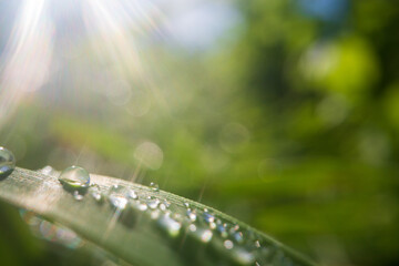 Closeup of lush uncut green grass with drops of dew in soft morning light. Beautiful natural rural landscape for nature-themed design and projects