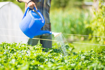 A farmer with a garden watering can is watering vegetable plants in summer. Gardening concept. Agriculture plants growing in bed row