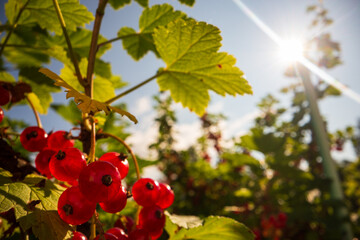 Ripe, juicy currant. Garden fruit bush. Beautiful natural rural landscape with strong blurred background. The concept of healthy food with vitamins