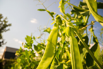 Green pea vegetables in the garden. Close-up of fresh peas and pea pods. Organic and vegan food. Agricultural plants growing in garden beds