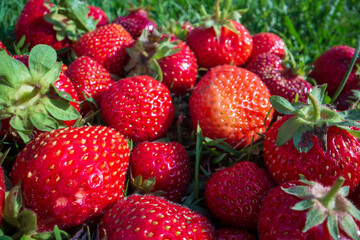 Close up view of strawberry harvest lying on green grass in garden. The concept of healthy food, vitamins, agriculture, market, strawberry sale