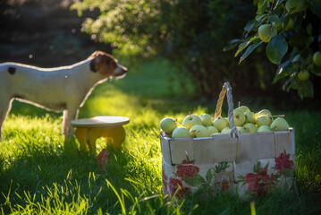Dog and apple basket in garden