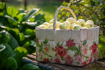 Basket full of apples