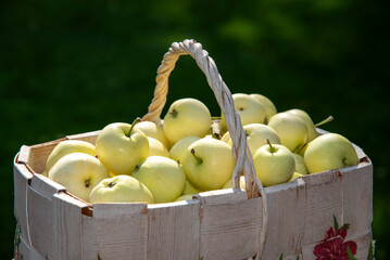 Basket full of apples
