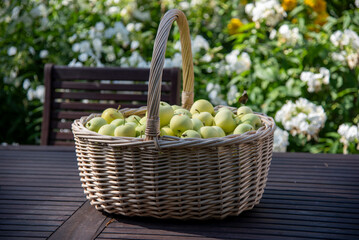Apple basket in garden