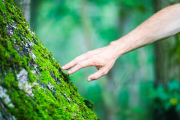 A man's hand touch the tree trunk close-up. Bark wood.Caring for the environment. The ecology concept of saving the world and love nature by human