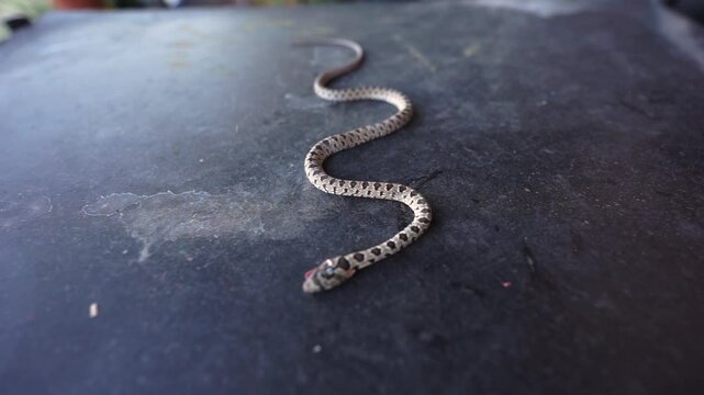 Man touching with finger Small poisonous snake viper on concrete surface, Close-up