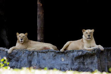 The big lion king in a zoo in Thailand