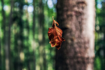 Landscapes - Macro  - Forest - Europe, Romania, Suceava region