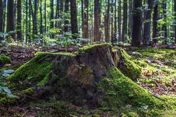 Landscapes - Macro  - Forest - Europe, Romania, Suceava region