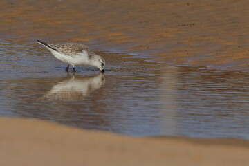 Sanderling