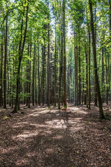 Fototapeta premium Landscapes - Macro - Forest - Europe, Romania, Suceava region