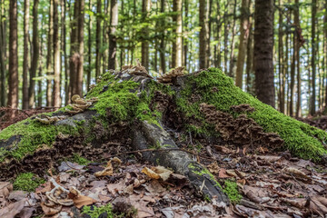 Landscapes - Macro  - Forest - Europe, Romania, Suceava region