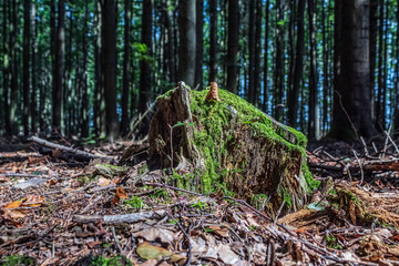 Landscapes - Macro  - Forest - Europe, Romania, Suceava region