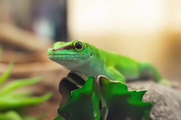 Close-up portrait of a beautiful Madagascar gecko Phelsuma