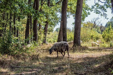 Landscapes - Macro  - Forest - Europe, Romania, Suceava region