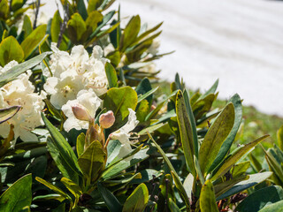Fototapeta premium Blooming alpine rhododendrons against the backdrop of unmelting snow in alpine meadows create a unique contrast of nature