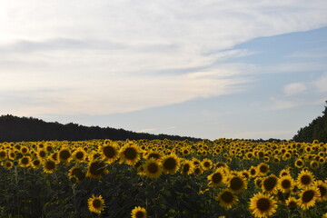 Obraz premium field of sunflowers