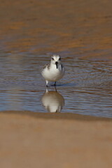 Sanderling