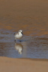 Sanderling