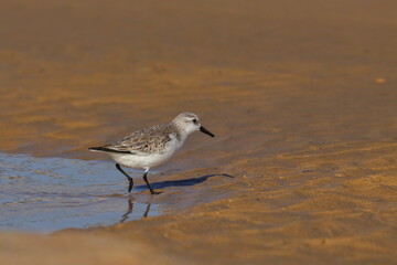 Sanderling
