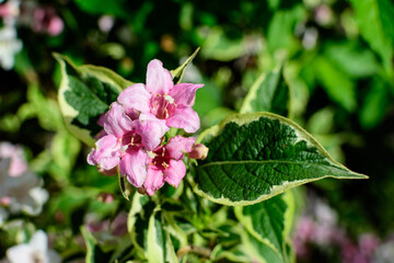 Close up of vivid pink and white Weigela florida plant with flowers in full bloom in a garden in a sunny spring day, beautiful outdoor floral background photographed with soft focus.