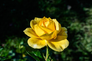 Close up on one delicate fresh vivid yellow rose and green leaves in a garden in a sunny summer day, beautiful outdoor floral background photographed with soft focus.