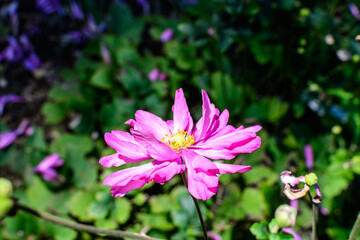 Obraz premium Close up of a one delicate fresh pink flower of Anemone hupehensis plant, known as Prinz Heinrich Chinese or Japanese anemone, thimbleweed or windflower in a sunny spring garden, floral background.