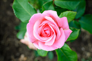 Close up of one delicate vivid pink magenta rose in full bloom and green leaves in a garden in a sunny summer day, beautiful outdoor floral background photographed with soft focus.