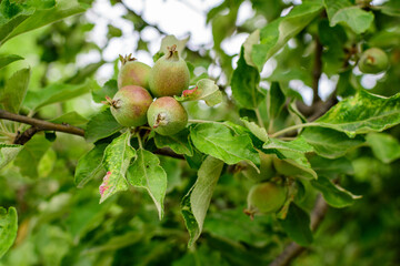 Young small green fruits and leaves in a large apple tree in direct sunlight in an orchard garden in a sunny summer day, beautiful outdoor floral background photographed with selective focus.