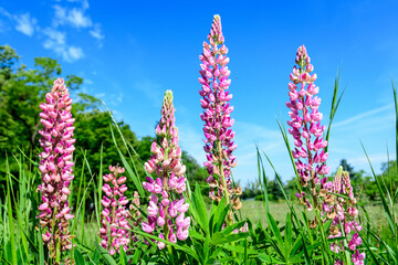 Close up of pink flowers of Lupinus, commonly known as lupin or lupine, in full bloom and green grass towards clear blue sky in a sunny spring garden, beautiful outdoor floral background.