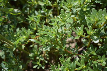 purslane
