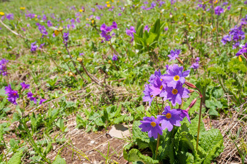 Blooming flowers in alpine meadows under a bright sky, creating a picturesque and atmospheric landscape of nature