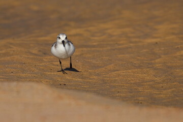 Sanderling