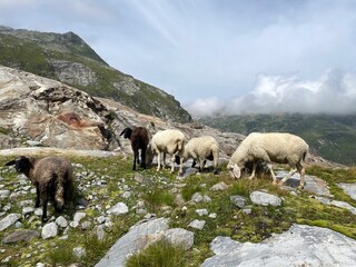 Wanderung Innergschlöß - Felsenkapelle - Schlatenkees - Osttirol