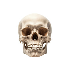 Detailed human skull isolated on transparent background