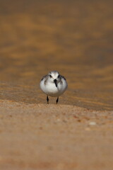 Sanderling