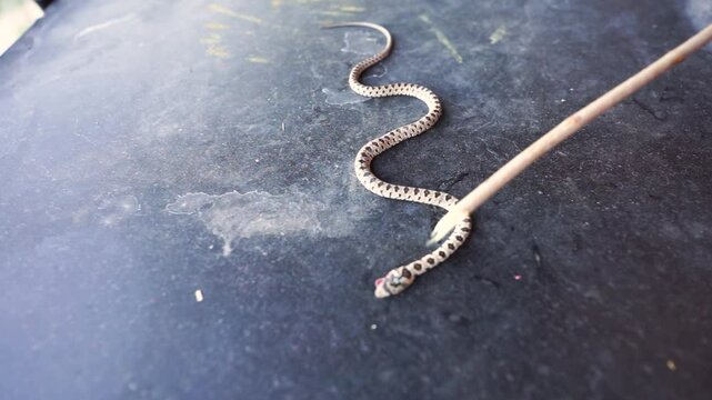 Man touching small poisonous dead snake viper on concrete surface with stick, Close-up