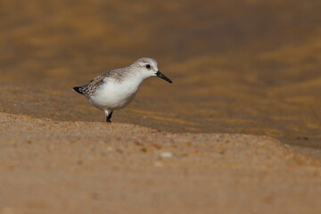 Sanderling