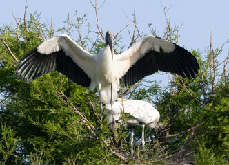 Wood Stork in a tree